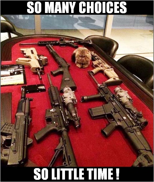 Heavily Armed Cat ! | SO MANY CHOICES; SO LITTLE TIME ! | image tagged in cats,guns,choices | made w/ Imgflip meme maker
