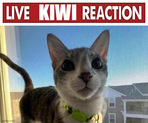 live kiwi reaction | KIWI | image tagged in live x reaction | made w/ Imgflip meme maker