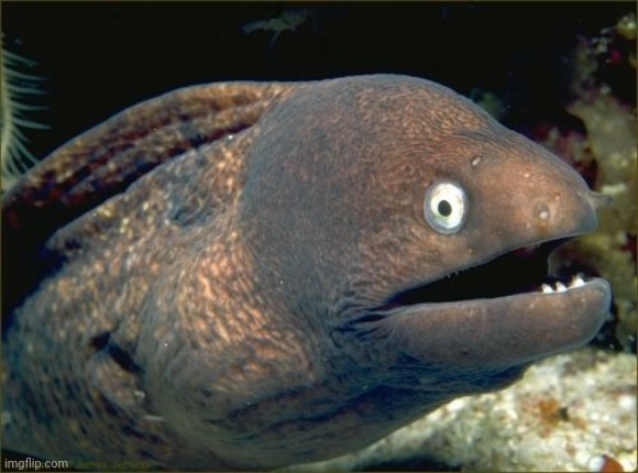 Bad Joke Eel Meme | image tagged in memes,bad joke eel | made w/ Imgflip meme maker