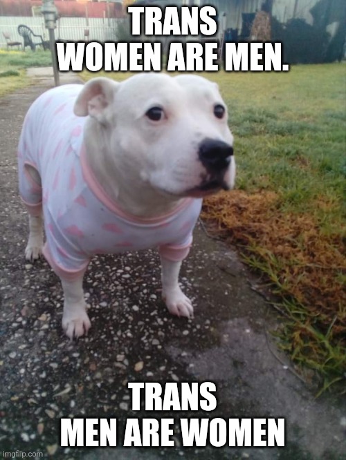 Cry about it spoilt brats(trans | TRANS WOMEN ARE MEN. TRANS MEN ARE WOMEN | image tagged in high quality huh dog | made w/ Imgflip meme maker