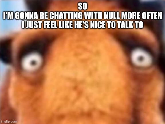 distressed manfred | SO
I'M GONNA BE CHATTING WITH NULL MORE OFTEN
I JUST FEEL LIKE HE'S NICE TO TALK TO | image tagged in distressed manfred | made w/ Imgflip meme maker