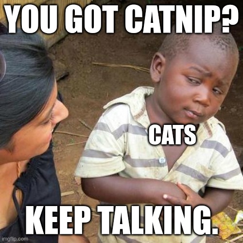 Third World Skeptical Kid | YOU GOT CATNIP? CATS; KEEP TALKING. | image tagged in memes,third world skeptical kid | made w/ Imgflip meme maker