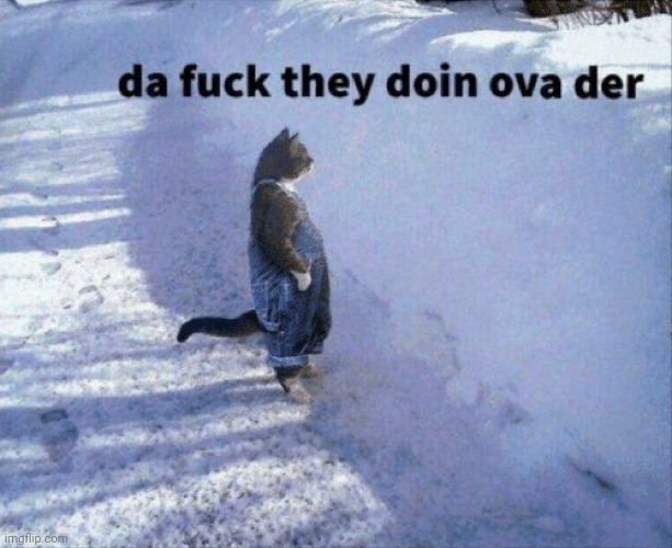 da fuck they doin ova der cat | image tagged in da fuck they doin ova der cat | made w/ Imgflip meme maker