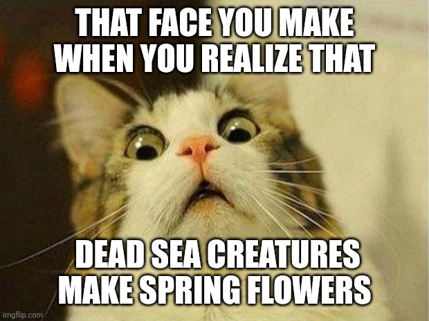 Phacts | THAT FACE YOU MAKE WHEN YOU REALIZE THAT; DEAD SEA CREATURES MAKE SPRING FLOWERS | image tagged in memes,scared cat | made w/ Imgflip meme maker