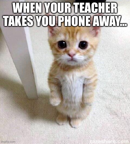 Cute Cat | WHEN YOUR TEACHER TAKES YOU PHONE AWAY… | image tagged in memes,cute cat | made w/ Imgflip meme maker