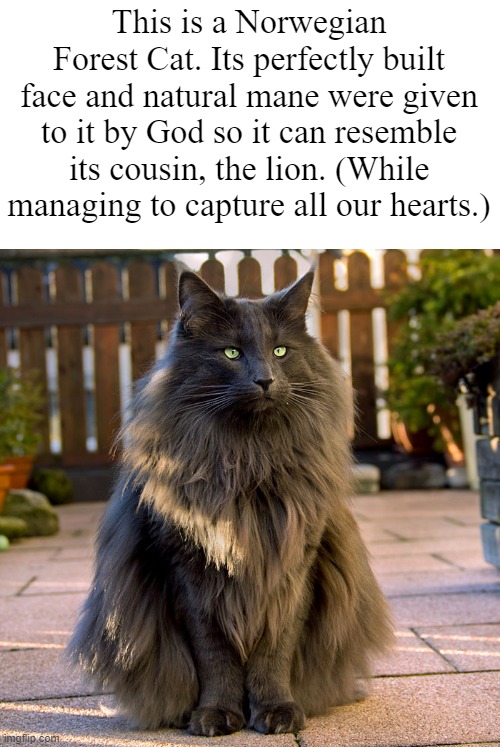 Norwegian Forest Cat | This is a Norwegian Forest Cat. Its perfectly built face and natural mane were given to it by God so it can resemble its cousin, the lion. (While managing to capture all our hearts.) | image tagged in cat,lion,smgs r da best | made w/ Imgflip meme maker