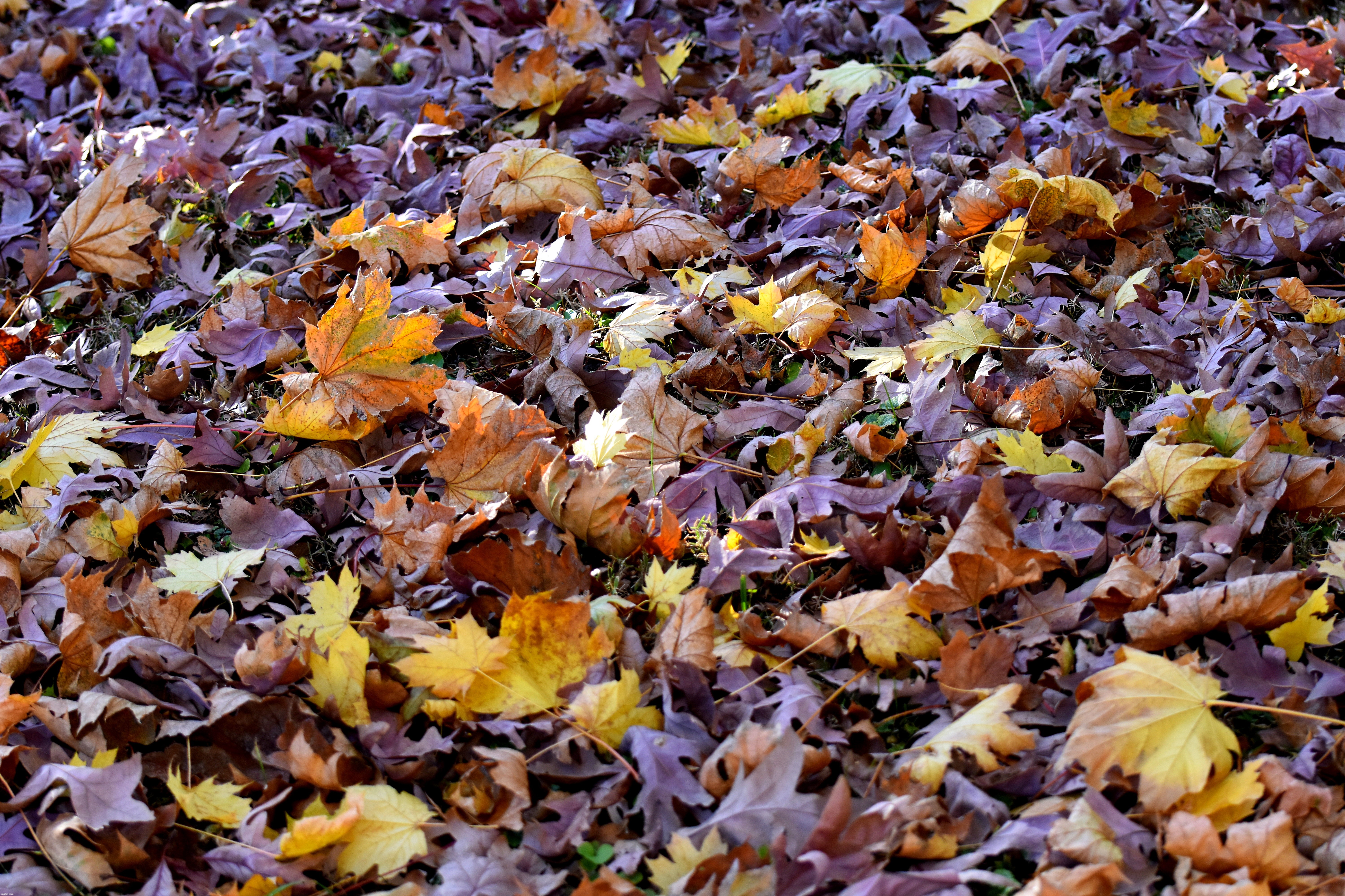 my back yard | image tagged in fall,leaves,kewlew | made w/ Imgflip meme maker
