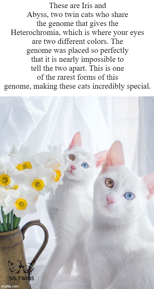 Iris and Abyss | These are Iris and Abyss, two twin cats who share the genome that gives the Heterochromia, which is where your eyes are two different colors. The genome was placed so perfectly that it is nearly impossible to tell the two apart. This is one of the rarest forms of this genome, making these cats incredibly special. | image tagged in iris and abyss,twins,smgs r da best | made w/ Imgflip meme maker