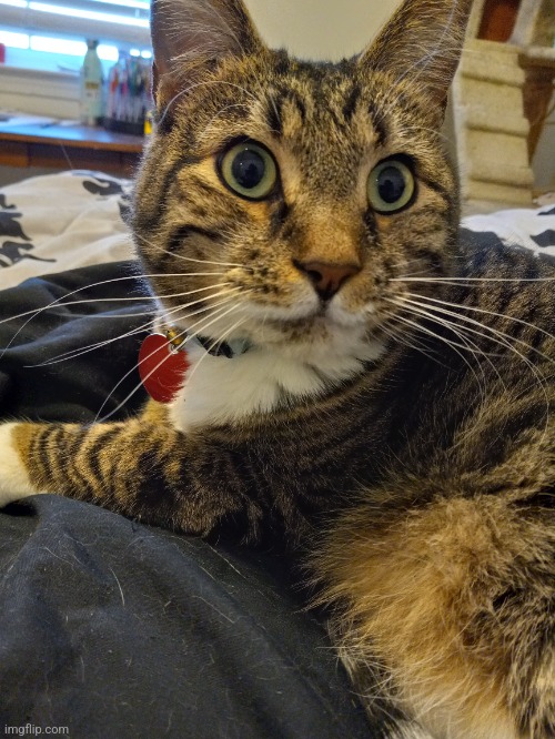 dumbass cat | made w/ Imgflip meme maker