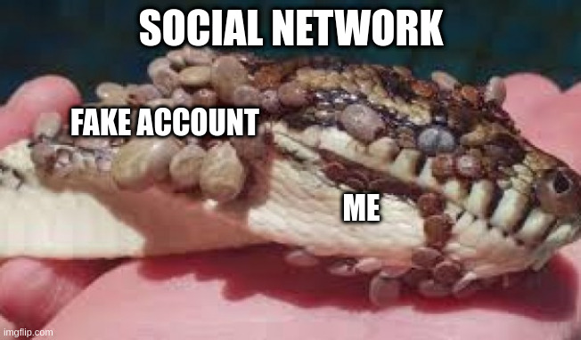 Fake account is like a beehive | SOCIAL NETWORK; FAKE ACCOUNT; ME | image tagged in snake,social media | made w/ Imgflip meme maker