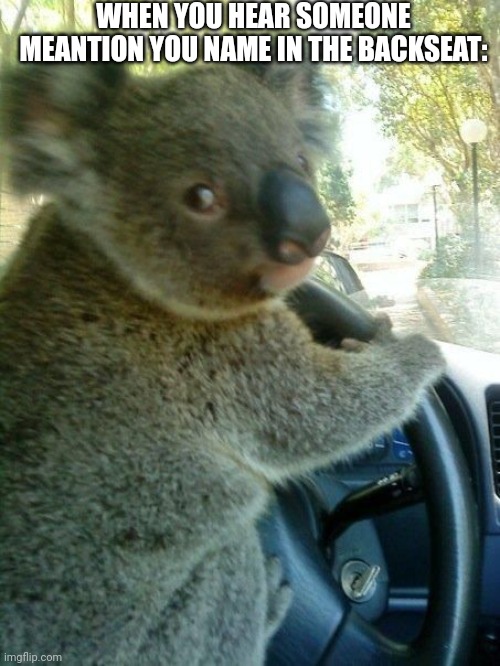 Driving | WHEN YOU HEAR SOMEONE MEANTION YOU NAME IN THE BACKSEAT: | image tagged in driving koala | made w/ Imgflip meme maker