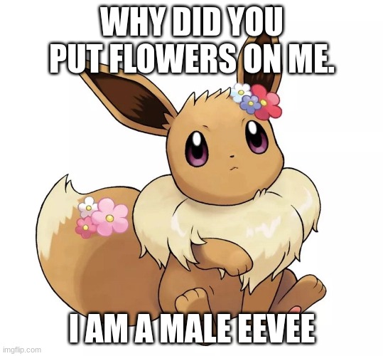 Male eevee + flowers | WHY DID YOU PUT FLOWERS ON ME. I AM A MALE EEVEE | image tagged in eevee | made w/ Imgflip meme maker