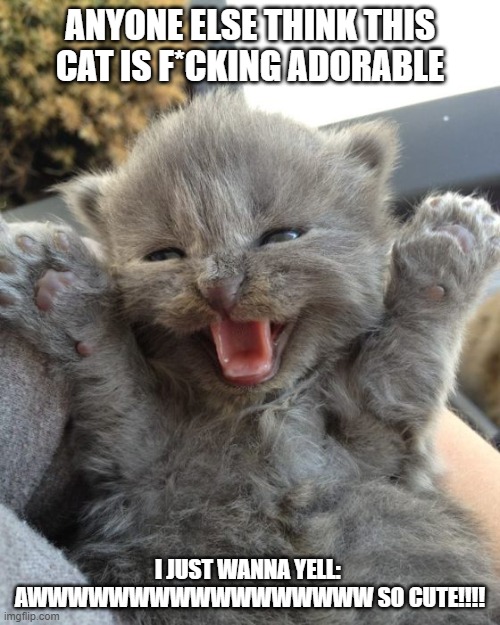 SERIOUSLY, THIS CAT IS F*CKING ADORABLE | ANYONE ELSE THINK THIS CAT IS F*CKING ADORABLE; I JUST WANNA YELL:  AWWWWWWWWWWWWWWWWW SO CUTE!!!! | image tagged in yay kitty | made w/ Imgflip meme maker