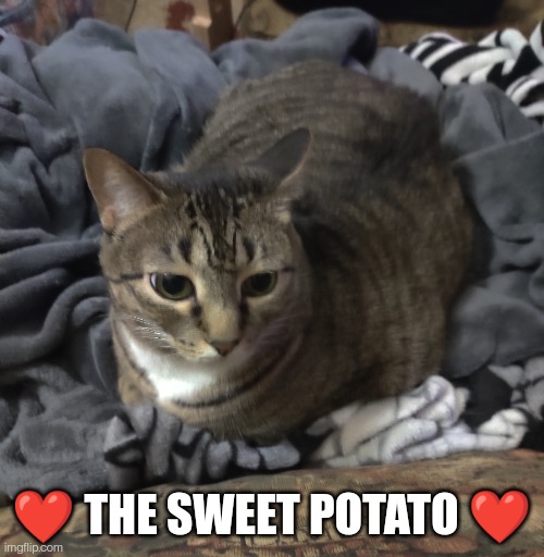 She's a chonky kitty | ❤️ THE SWEET POTATO ❤️ | image tagged in cats | made w/ Imgflip meme maker