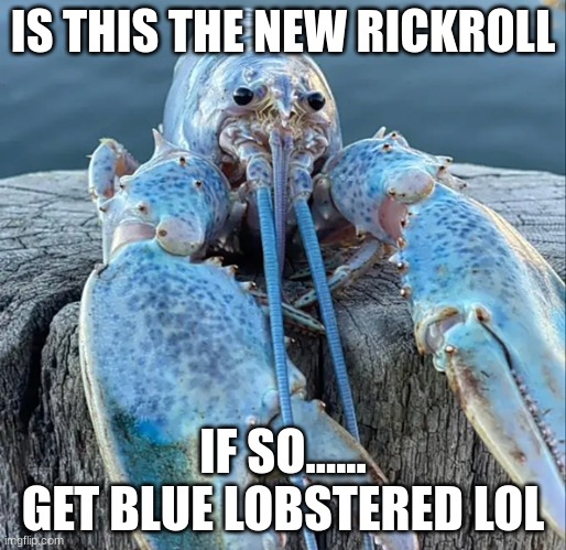 The Blue Lobster | IS THIS THE NEW RICKROLL; IF SO......
GET BLUE LOBSTERED LOL | image tagged in the blue lobster | made w/ Imgflip meme maker