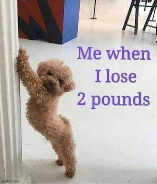 image tagged in dogs | made w/ Imgflip meme maker