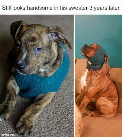 image tagged in dogs | made w/ Imgflip meme maker