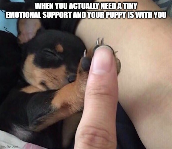 emotional support | WHEN YOU ACTUALLY NEED A TINY EMOTIONAL SUPPORT AND YOUR PUPPY IS WITH YOU | image tagged in emotional | made w/ Imgflip meme maker