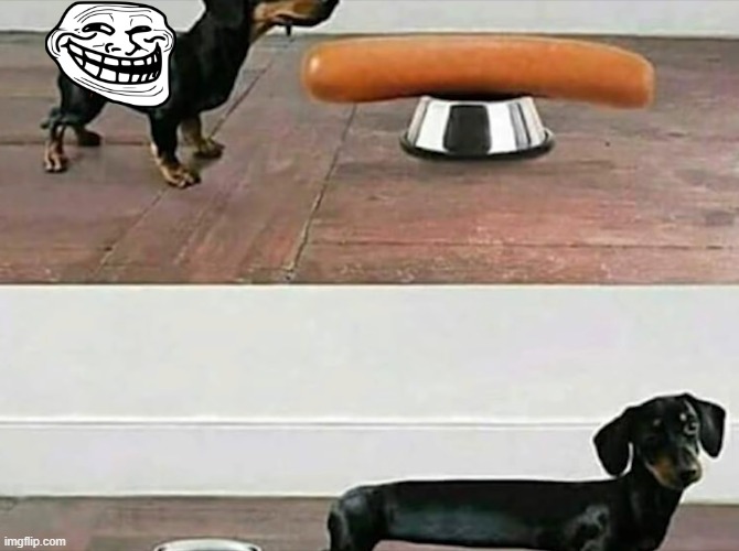 image tagged in dogs | made w/ Imgflip meme maker