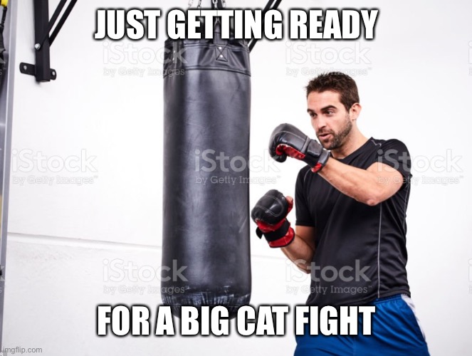 Guy punching a punching bag | JUST GETTING READY FOR A BIG CAT FIGHT | image tagged in guy punching a punching bag | made w/ Imgflip meme maker