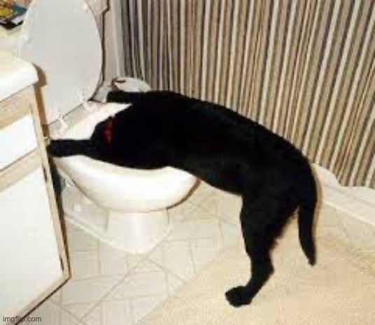 Dog toilet  | image tagged in dog toilet | made w/ Imgflip meme maker