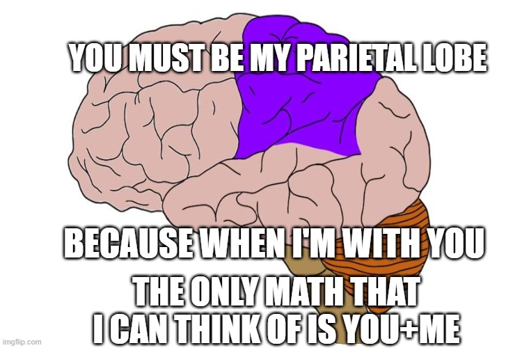 YOU MUST BE MY PARIETAL LOBE; BECAUSE WHEN I'M WITH YOU; THE ONLY MATH THAT I CAN THINK OF IS YOU+ME | made w/ Imgflip meme maker