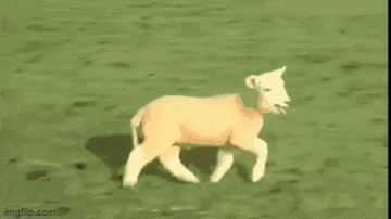 The most cursed sheep in the universe. - Imgflip