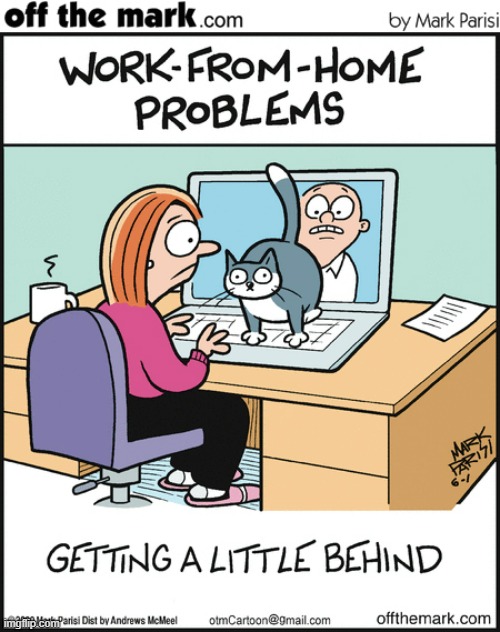 image tagged in memes,comics,work from home,cats,butt,computer screen | made w/ Imgflip meme maker