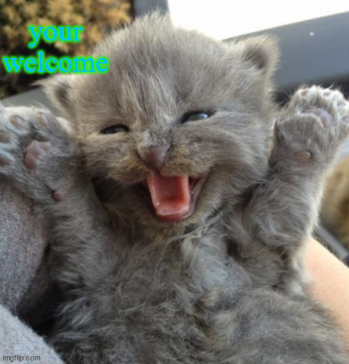 Excited kitten | your welcome | image tagged in excited kitten | made w/ Imgflip meme maker