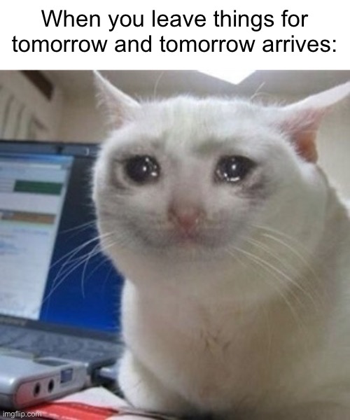 Damn | When you leave things for tomorrow and tomorrow arrives: | image tagged in crying cat,funny,memes | made w/ Imgflip meme maker