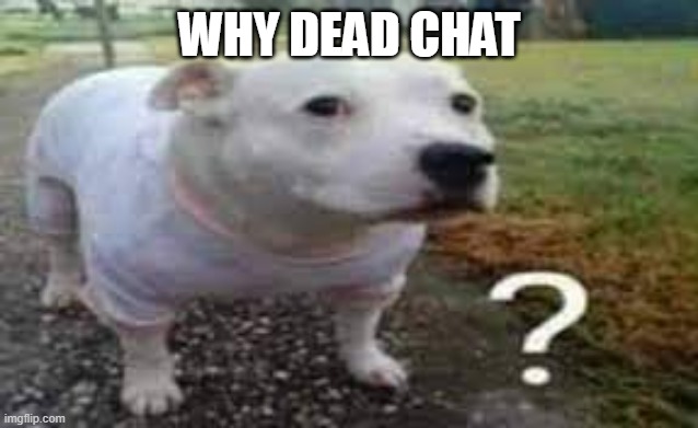 Question mark dog | WHY DEAD CHAT | image tagged in question mark dog | made w/ Imgflip meme maker