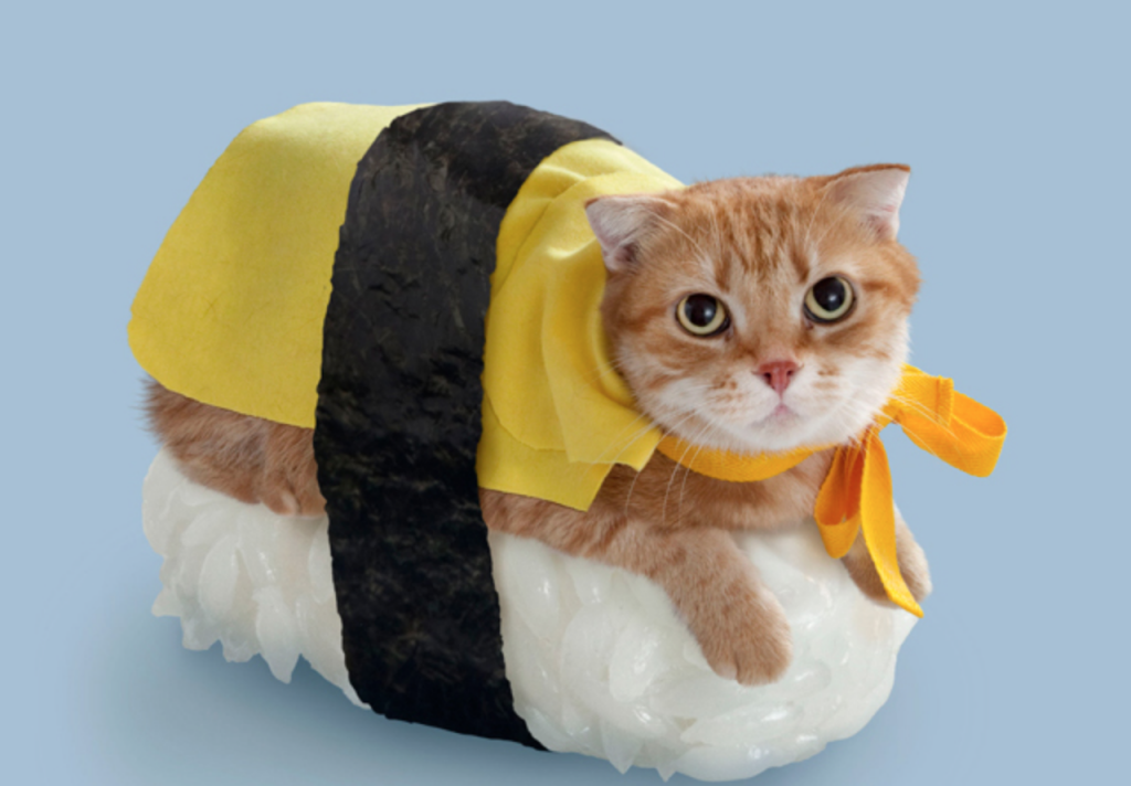 High Quality food cat Blank Meme Template