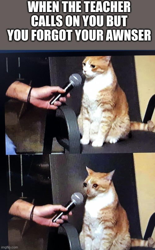 Cat interview crying | WHEN THE TEACHER CALLS ON YOU BUT YOU FORGOT YOUR AWNSER | image tagged in cat interview crying | made w/ Imgflip meme maker