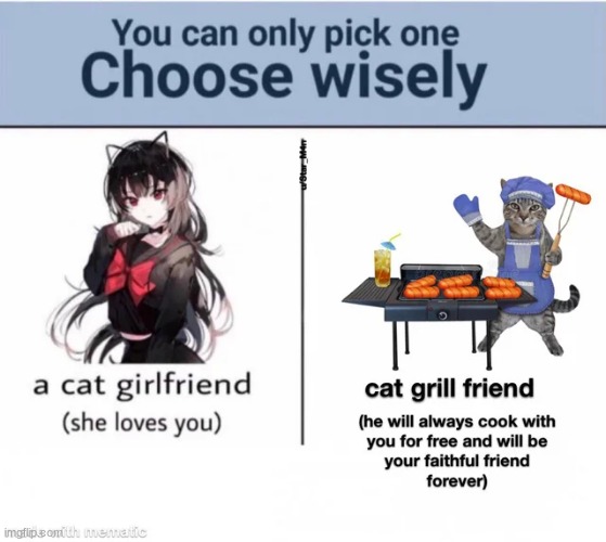 choose very very wisley... | image tagged in cat | made w/ Imgflip meme maker