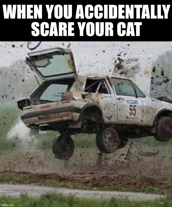 WHEN YOU ACCIDENTALLY SCARE YOUR CAT | image tagged in middle school | made w/ Imgflip meme maker