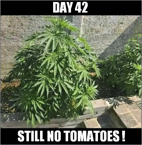 One Frustrated Gardener | DAY 42; STILL NO TOMATOES ! | image tagged in gardening,cannabis,tomatoes,dark humour | made w/ Imgflip meme maker