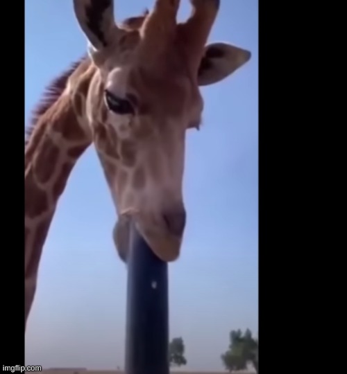 sus giraffe | made w/ Imgflip meme maker