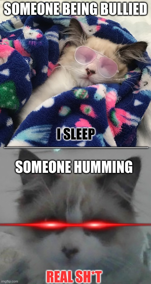 that one cat teacher (lol) | SOMEONE BEING BULLIED; I SLEEP; ________________________________; SOMEONE HUMMING; REAL SH*T | image tagged in gangsta kitten,awake kitty,funny cats,cats,teachers,lol so funny | made w/ Imgflip meme maker