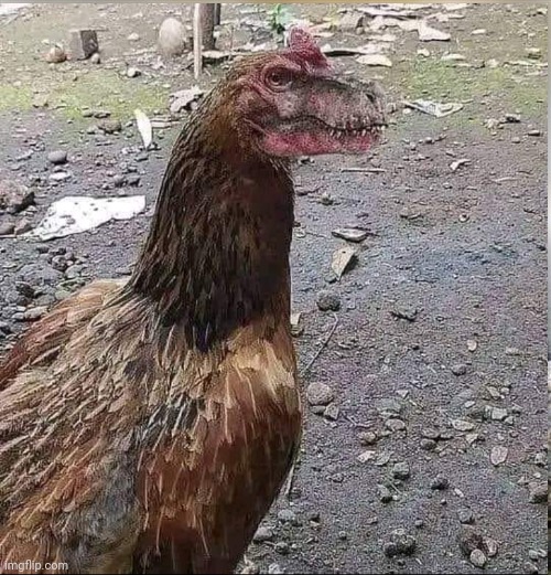 Rooster-Rex | made w/ Imgflip meme maker