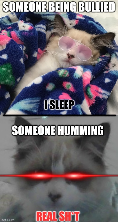 lol that one cat teacheer | SOMEONE BEING BULLIED; I SLEEP; ________________________________; SOMEONE HUMMING; REAL SH*T | image tagged in gangsta kitten,awake kitty | made w/ Imgflip meme maker