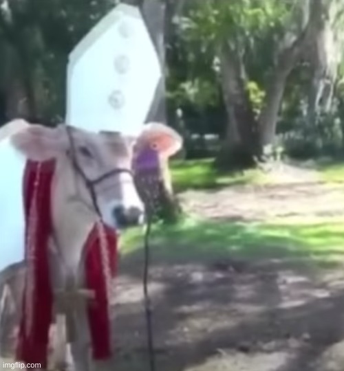 holy cow | made w/ Imgflip meme maker