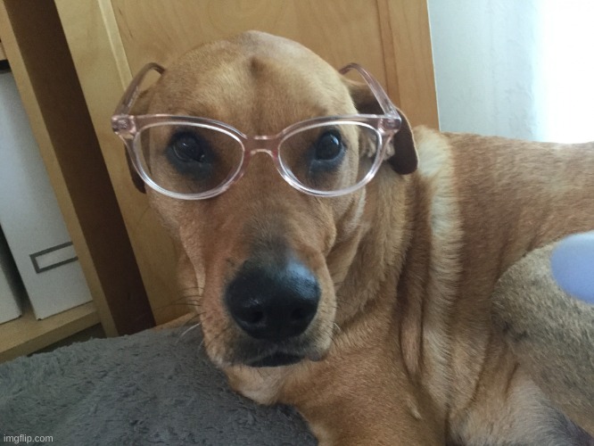 Smarty Dog | image tagged in smarty dog | made w/ Imgflip meme maker