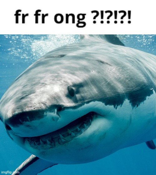 High Quality fr fr ong shark Blank Meme Template