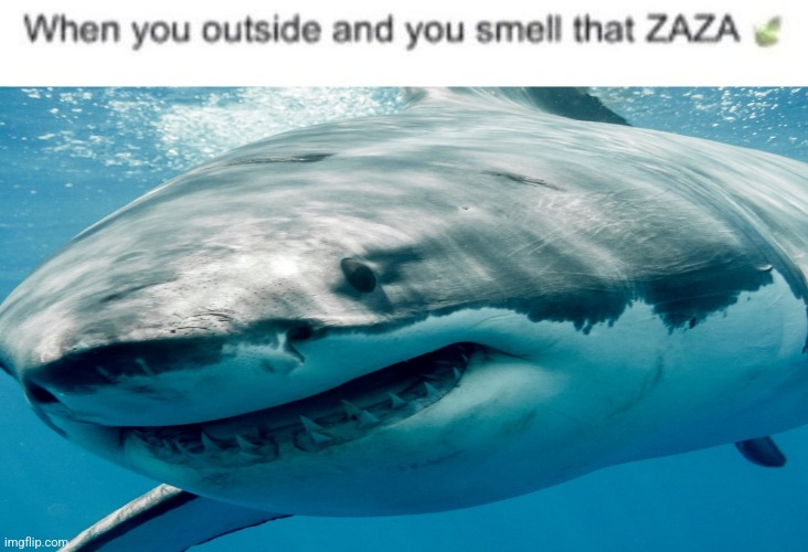 When you outside and smell that ZAZA | image tagged in when you outside and smell that zaza | made w/ Imgflip meme maker