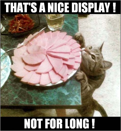 Soon To Be Mine ! | THAT'S A NICE DISPLAY ! NOT FOR LONG ! | image tagged in cats,meat,destroy | made w/ Imgflip meme maker
