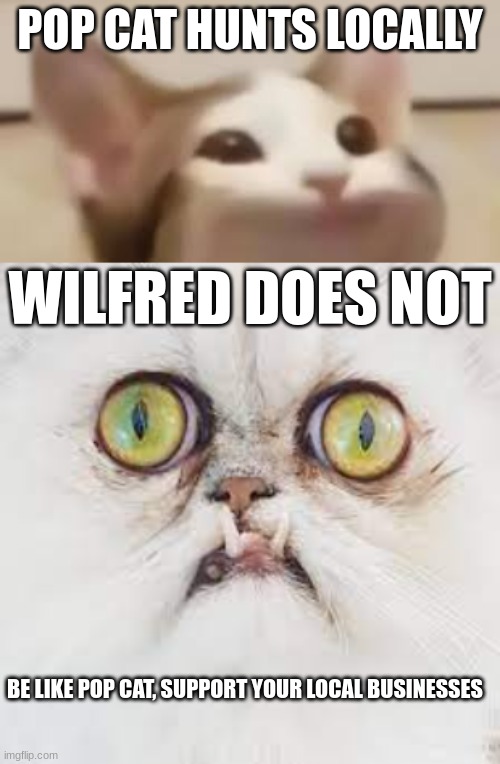 blab | POP CAT HUNTS LOCALLY; WILFRED DOES NOT; BE LIKE POP CAT, SUPPORT YOUR LOCAL BUSINESSES | image tagged in pop kitty | made w/ Imgflip meme maker