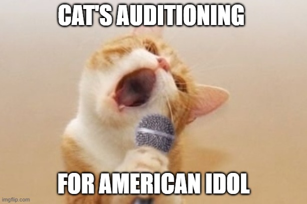 Funny cat | CAT'S AUDITIONING; FOR AMERICAN IDOL | image tagged in funny cat | made w/ Imgflip meme maker