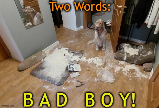 And 'Don't Do It Again'! | Two Words:; B A D   B O Y! | image tagged in fun,dogs,just wanna have fun,there are no accidents,uh oh,lol | made w/ Imgflip meme maker