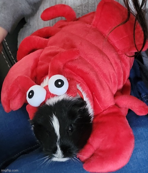 Guinie pig in a lobster costume | made w/ Imgflip meme maker