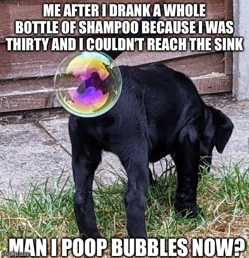 Dog balls | ME AFTER I DRANK A WHOLE BOTTLE OF SHAMPOO BECAUSE I WAS THIRTY AND I COULDN’T REACH THE SINK; MAN I POOP BUBBLES NOW? | image tagged in memes | made w/ Imgflip meme maker